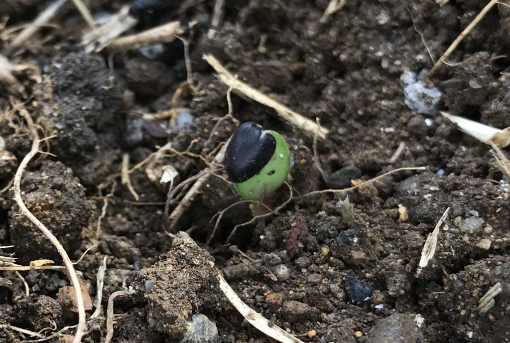 ミニひまわり発芽