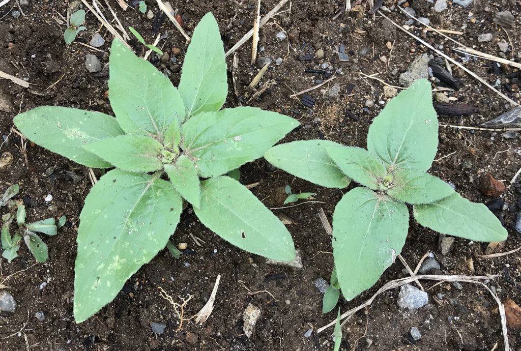 ミニひまわり本葉