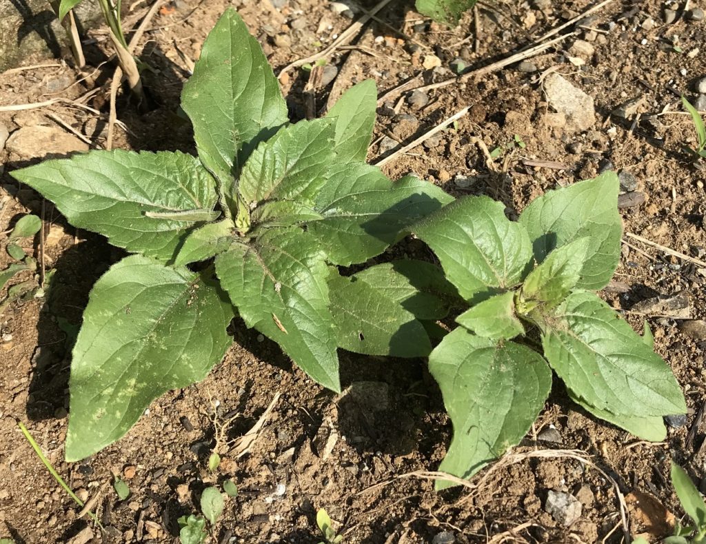 ミニひまわり本葉成長