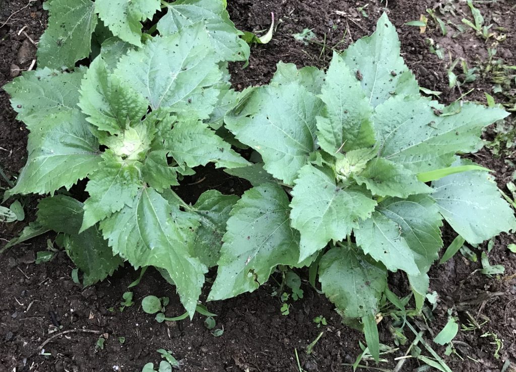 ミニひまわり茎が成長