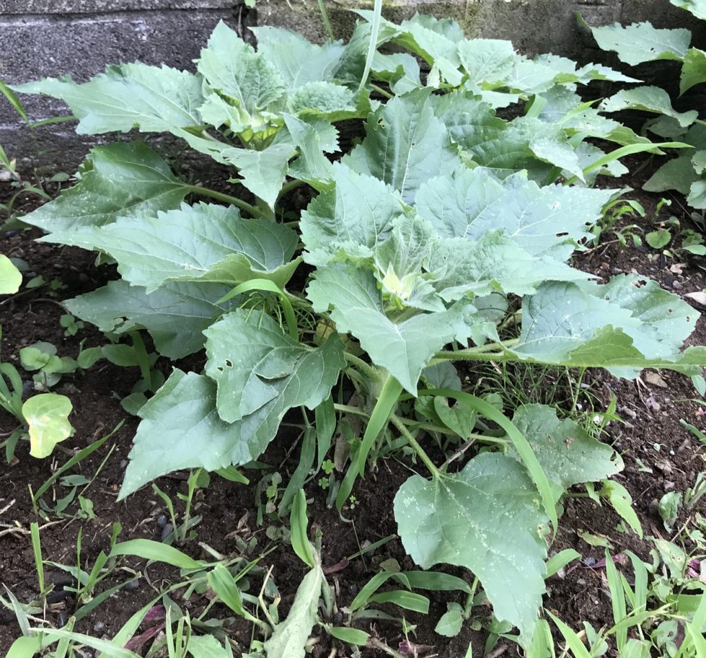 ミニひまわり茎