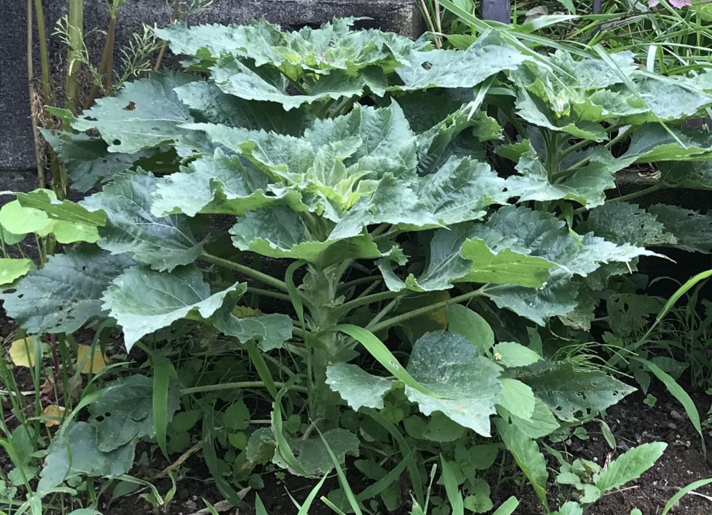 ミニひまわり茎成長