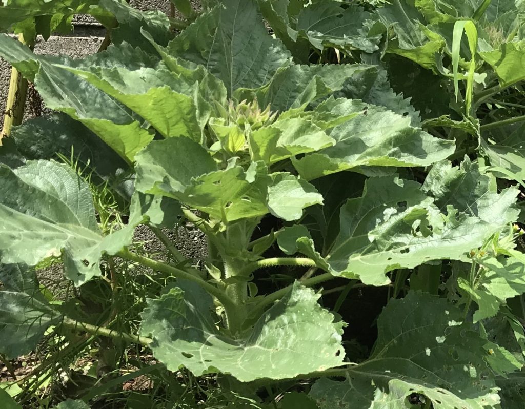 ミニひまわり花弁