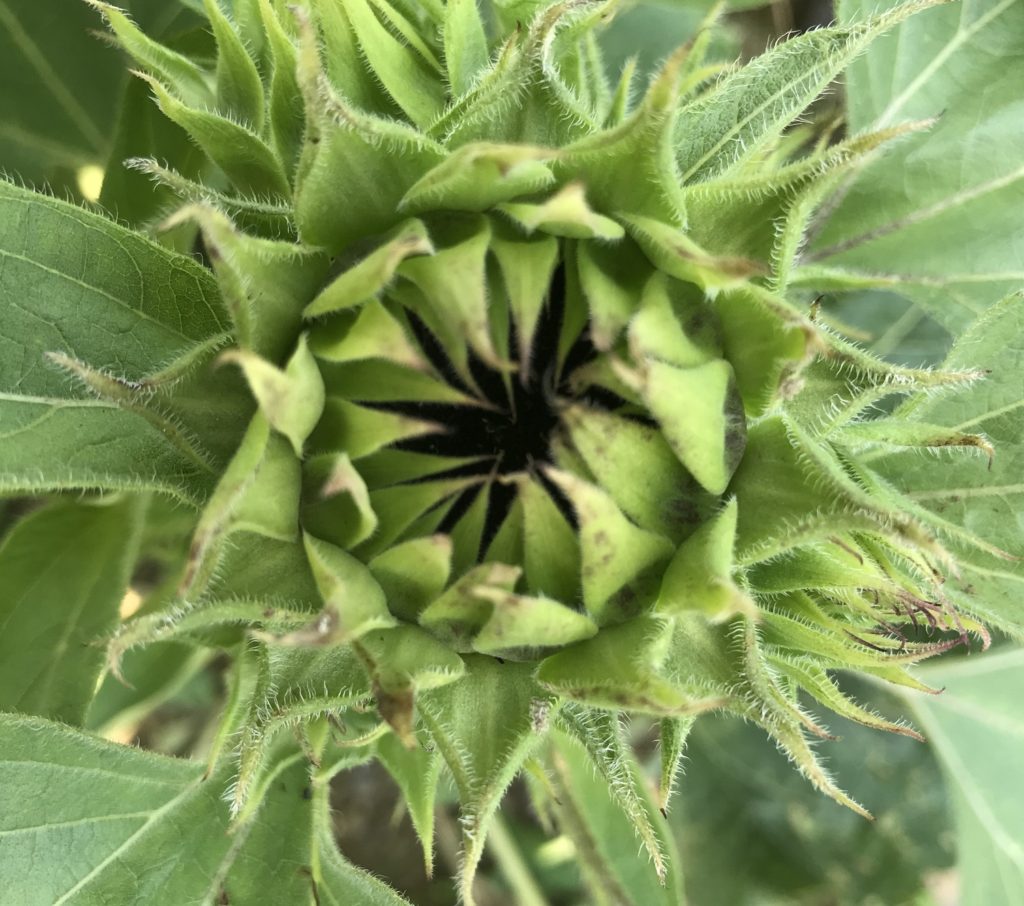 ミニひまわりつぼみ