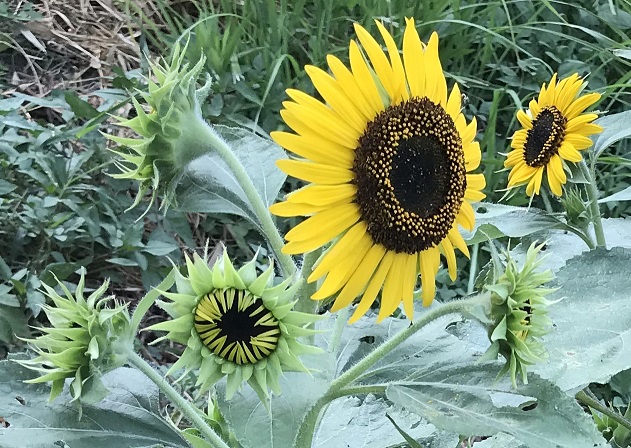 ミニひまわり開花