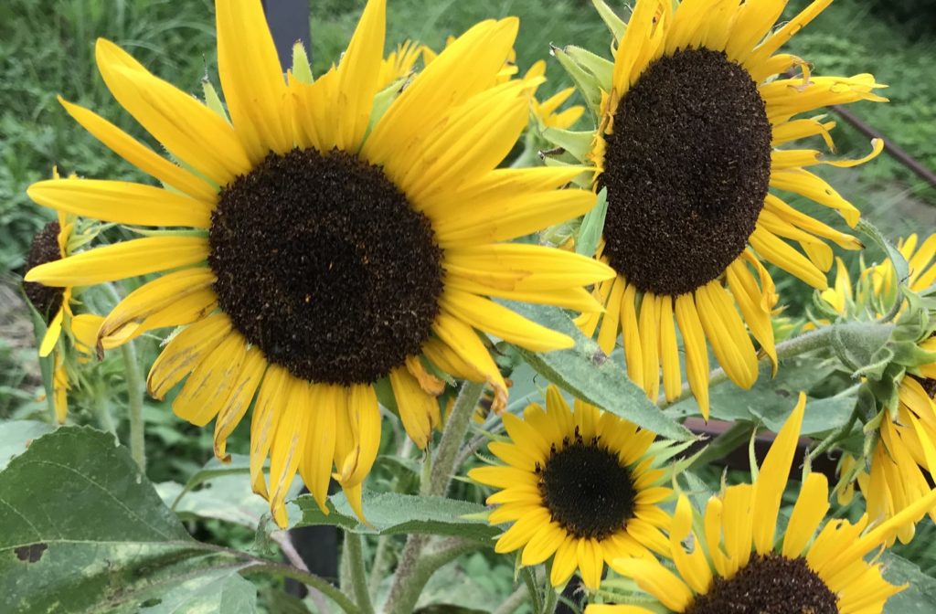 ミニひまわり満開