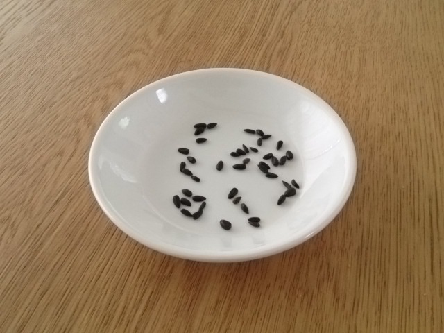 ミニひまわり種