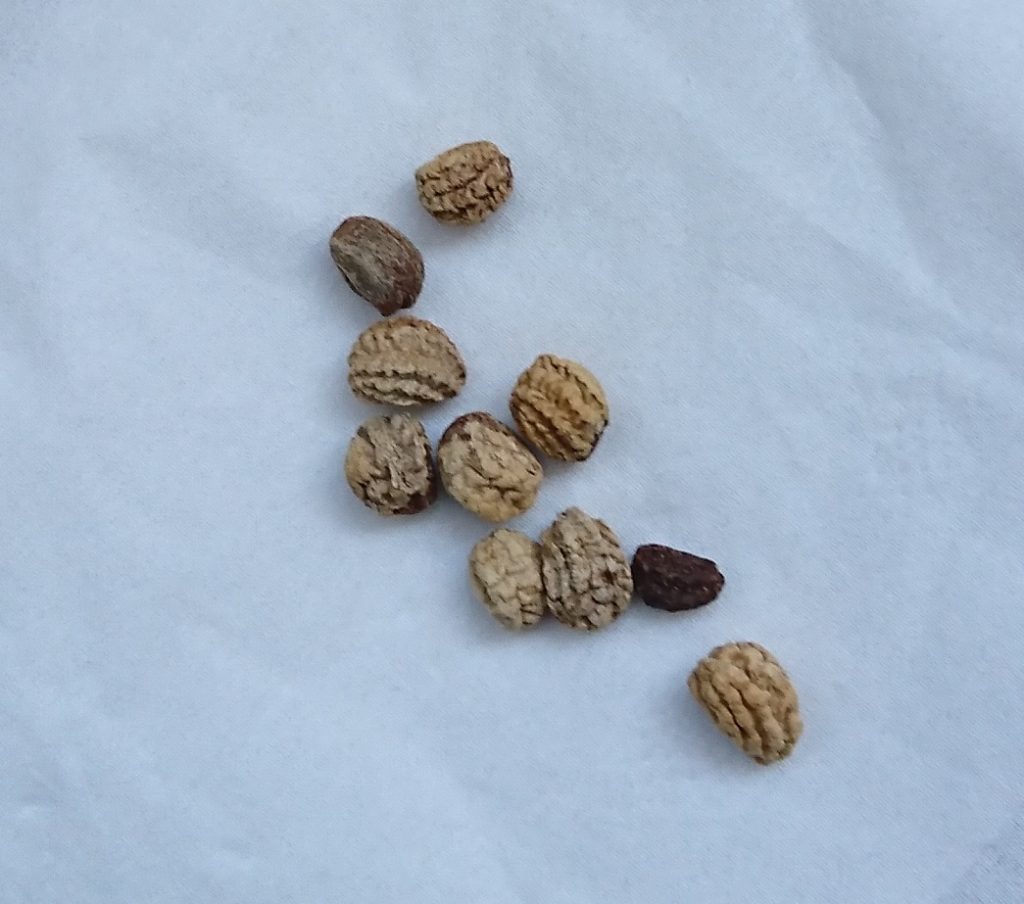 ナスタチウム　種