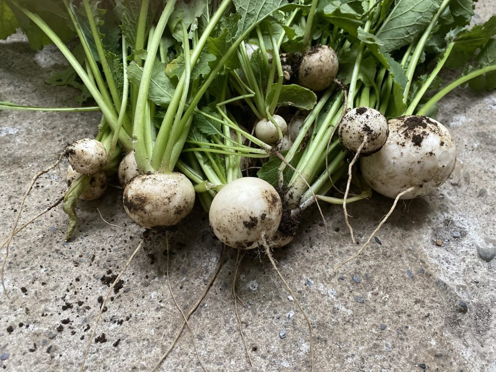 かぶ 収穫03