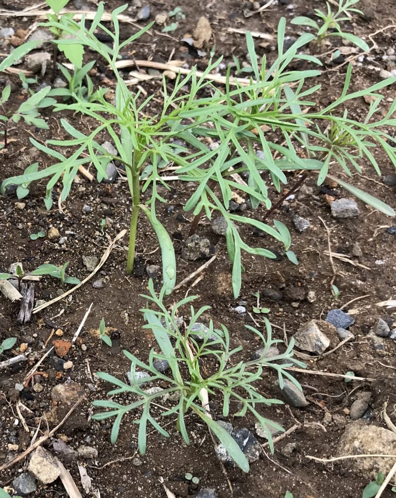 コスモス本葉繁殖