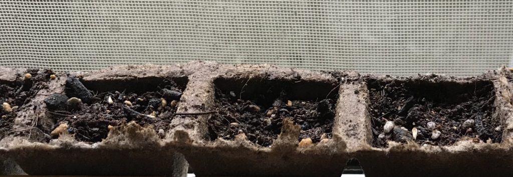 るこう草　種植え