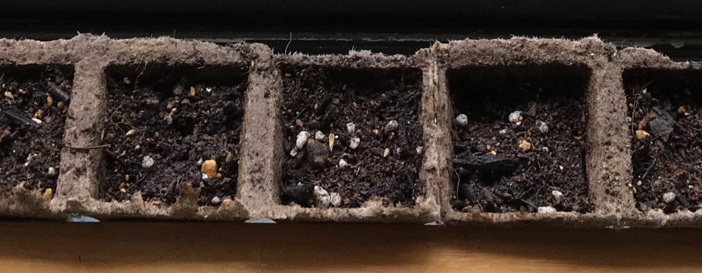 るこう草　ポッド植え