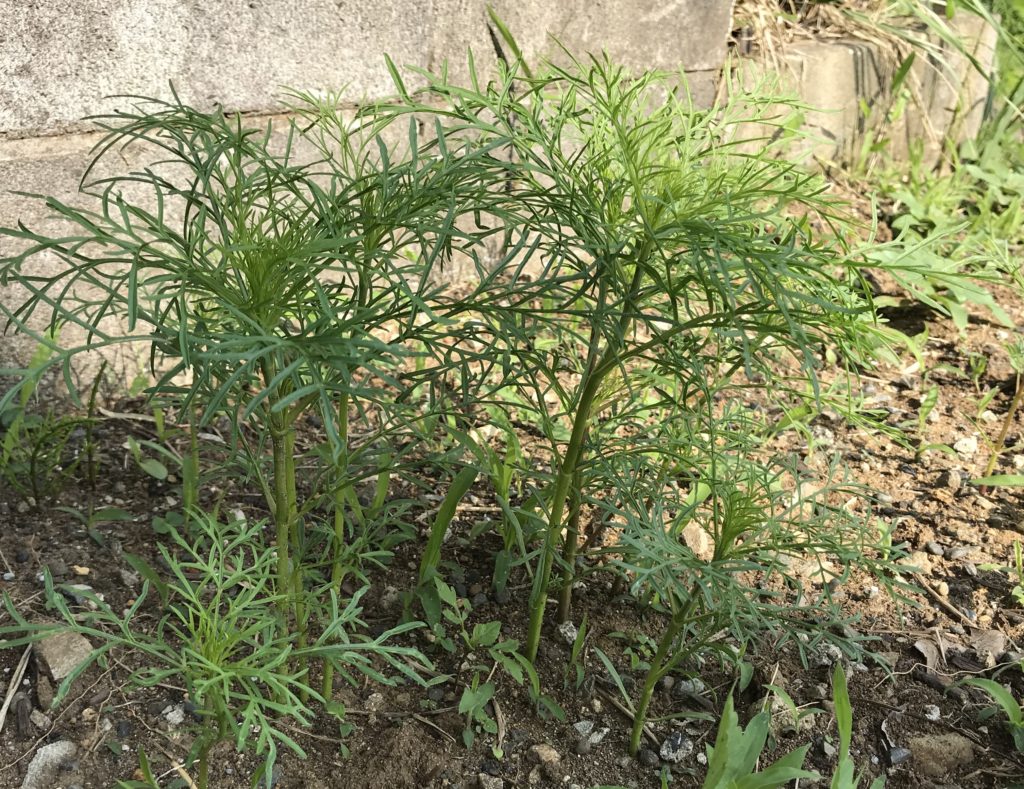 コスモス茎成長