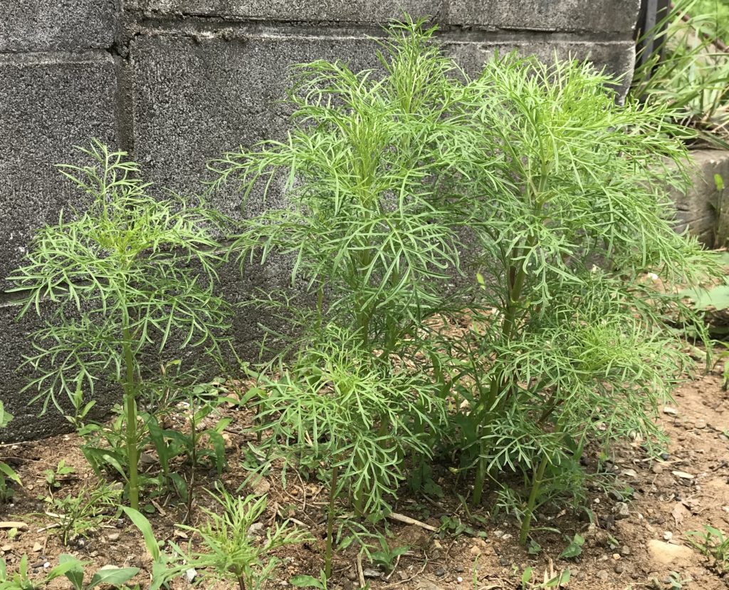 コスモス本葉茂り