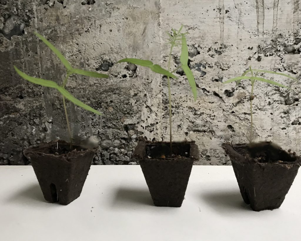 るこう草　発芽