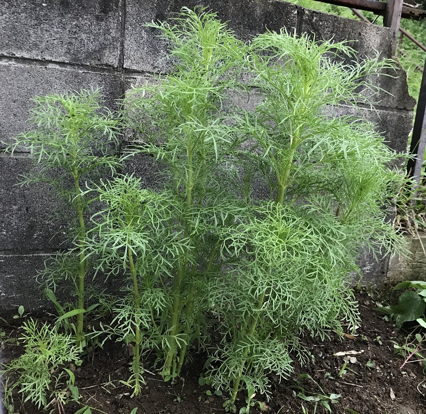 コスモス茎成長