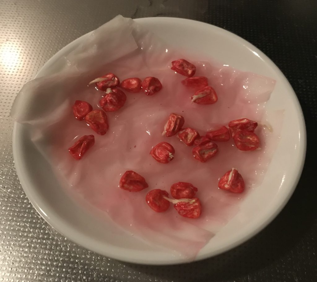 とうもろこし01