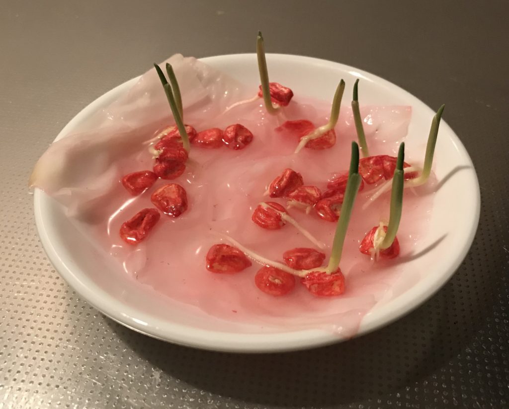 とうもろこし02