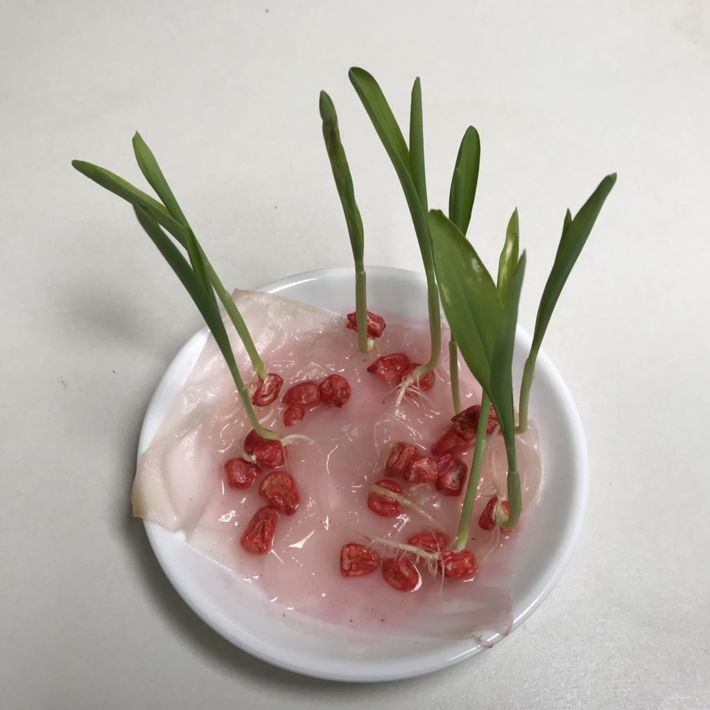 とうもろこし03