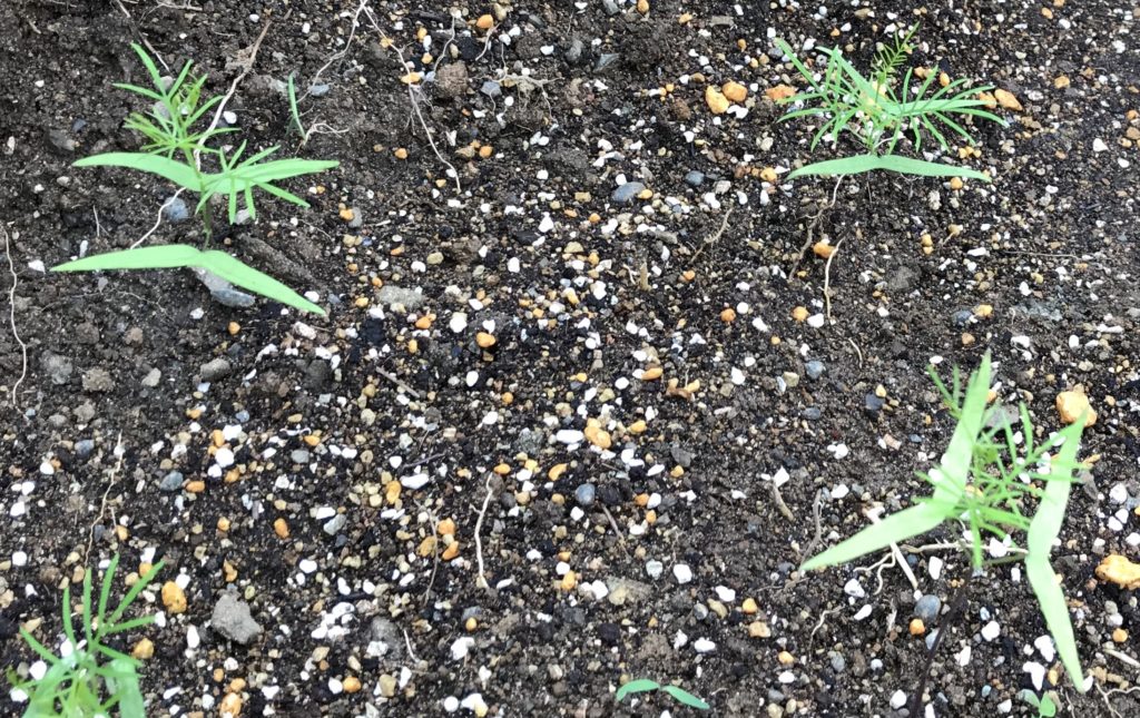 るこう草　本葉