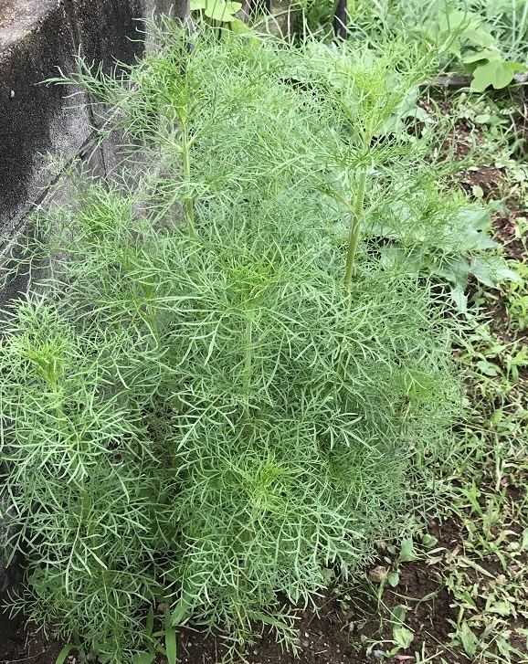 コスモス 葉が茂る