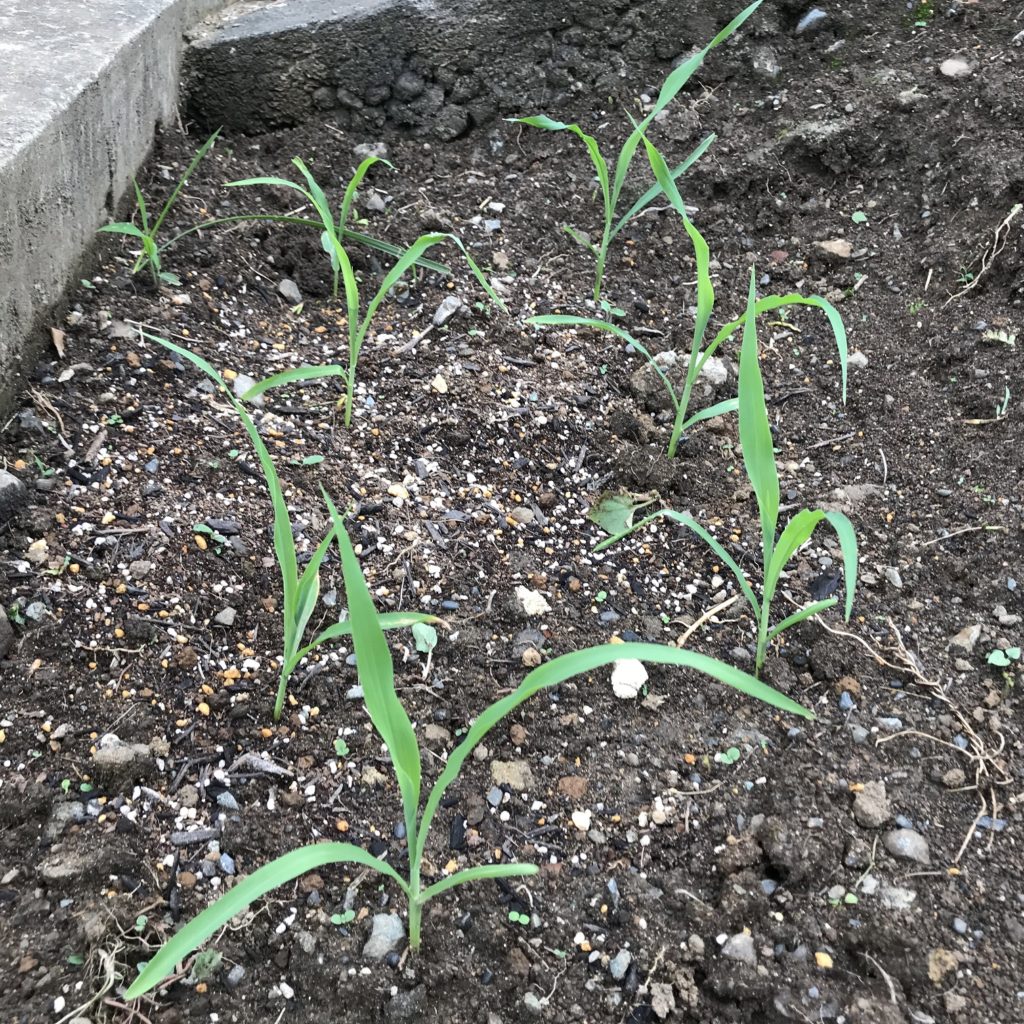 とうもろこし04