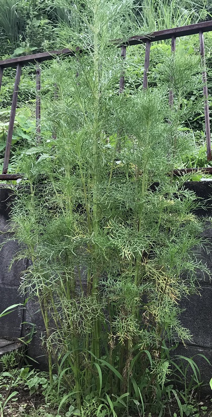 コスモス　茎成長