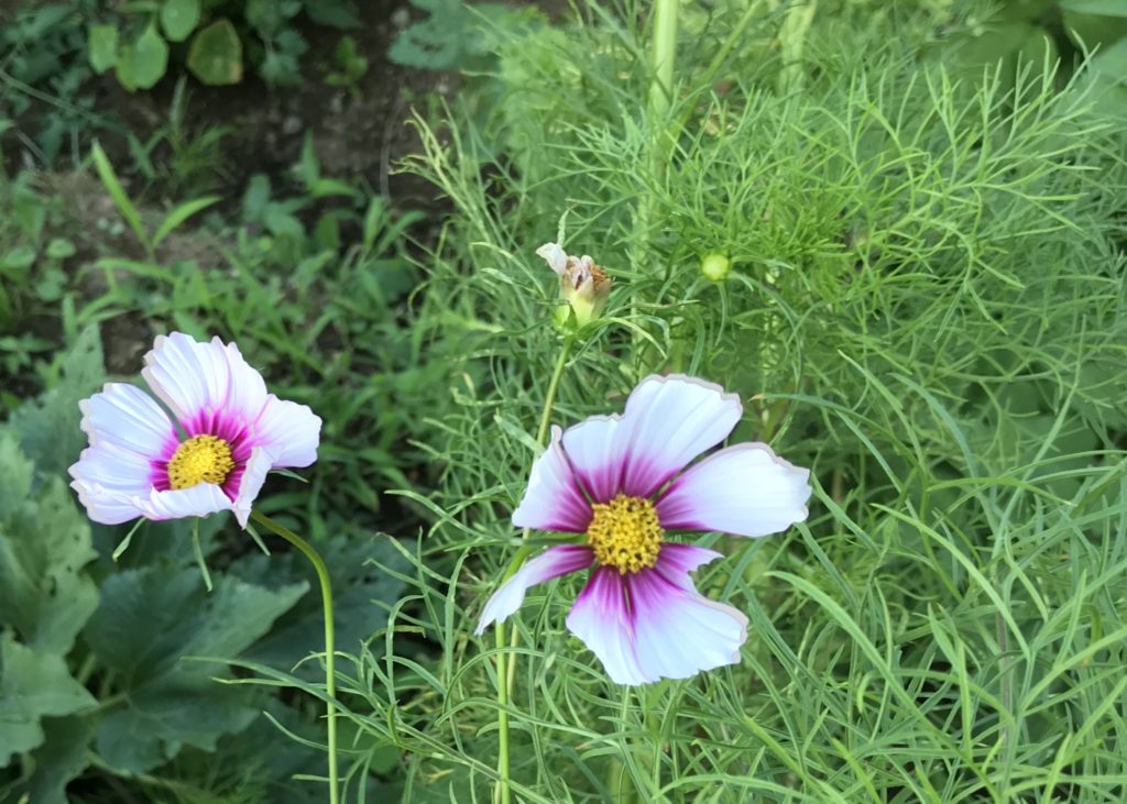 コスモス つぼみ 開花