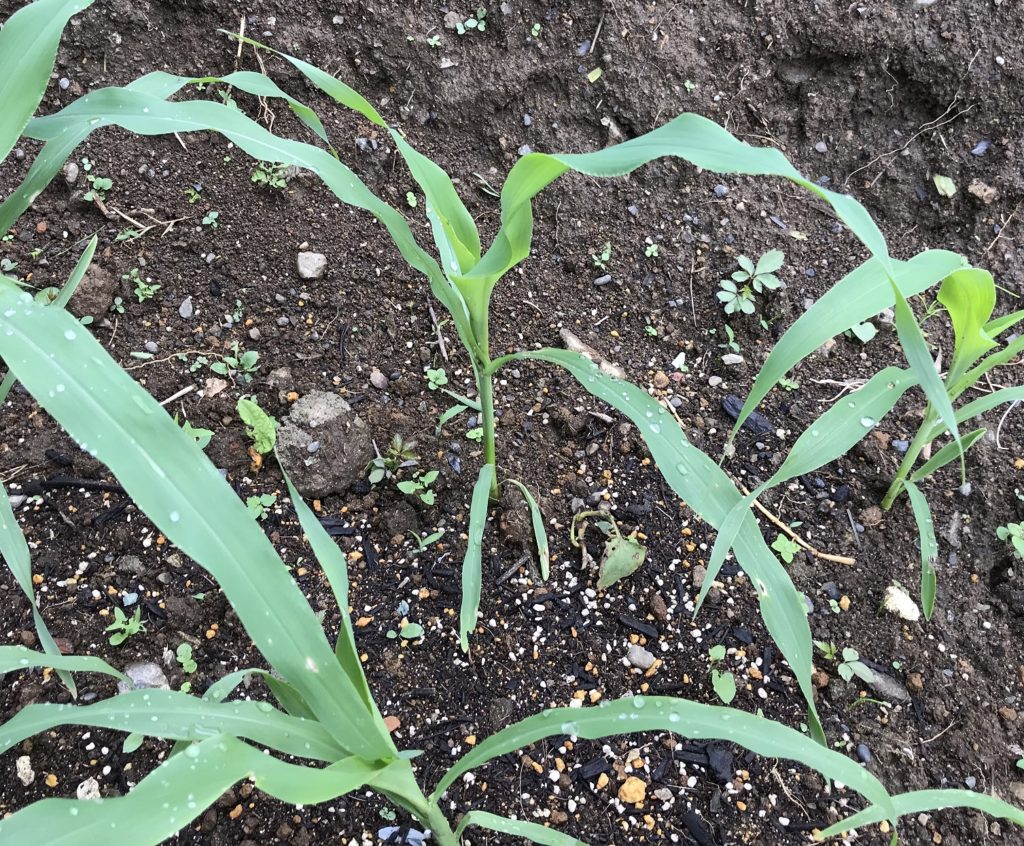 とうもろこし05