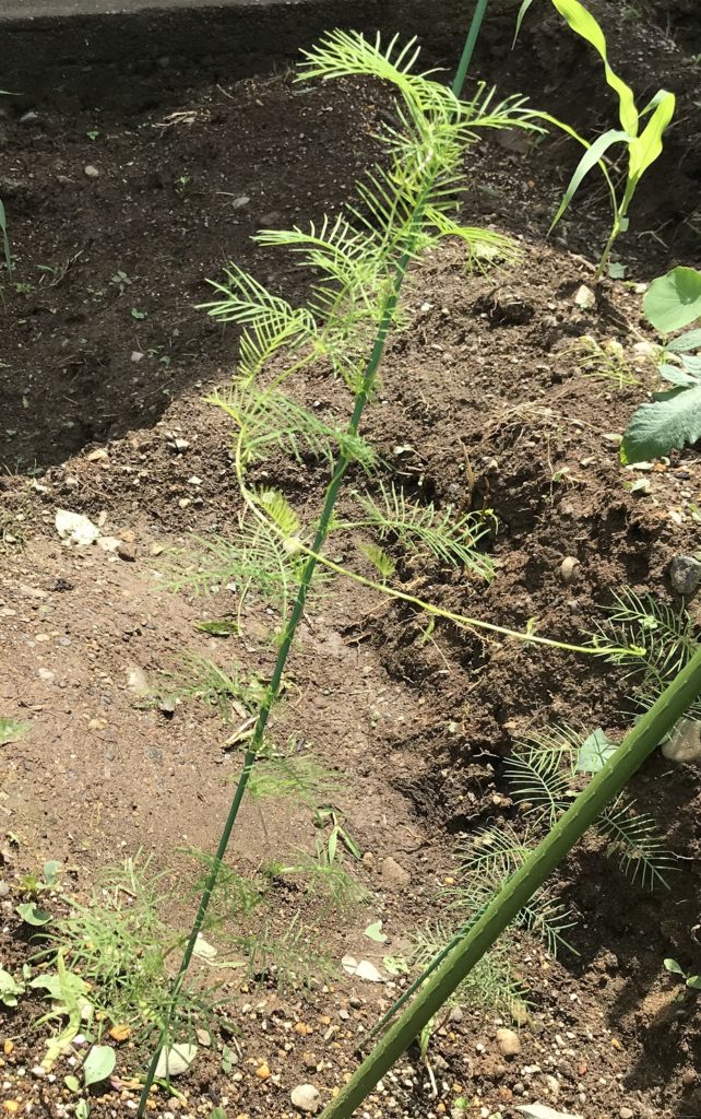 るこう草　蔓の成長