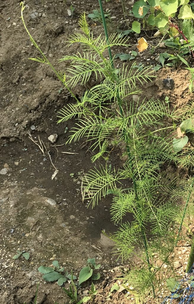 るこう草　蔓から鞭