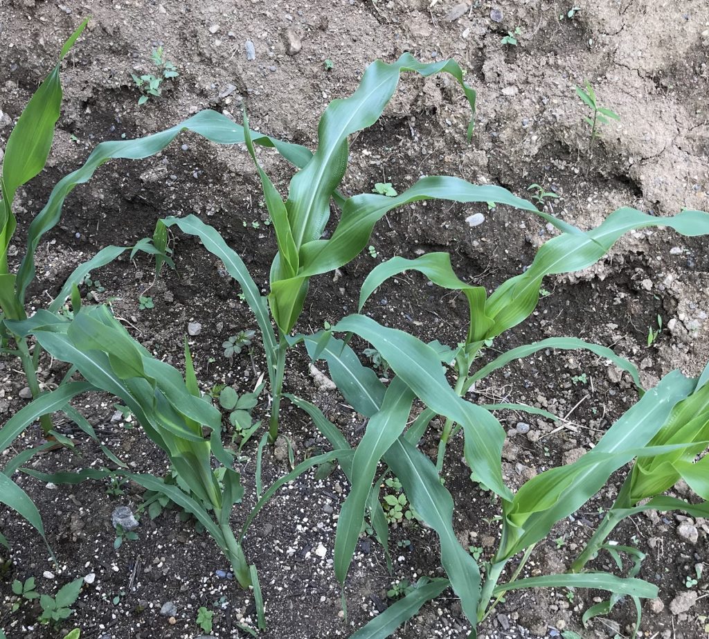 とうもろこし06