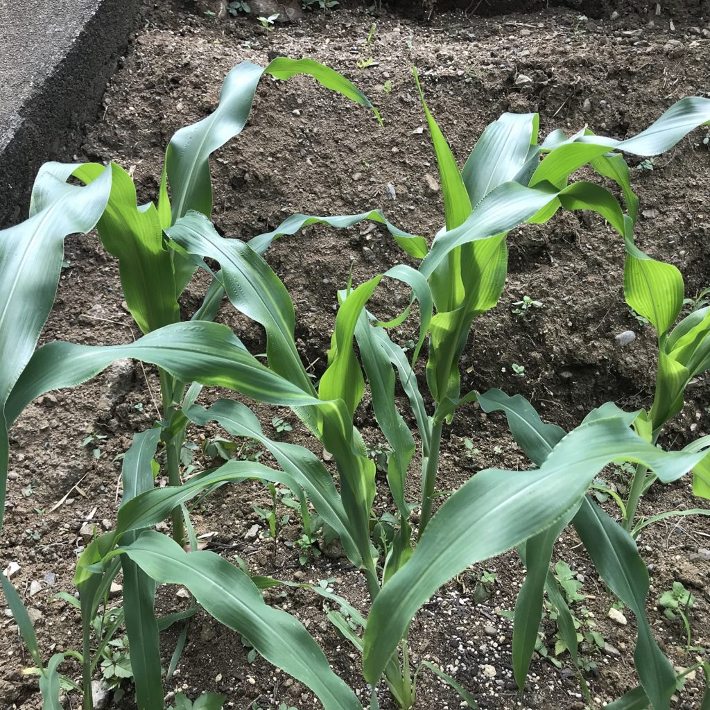 とうもろこし07