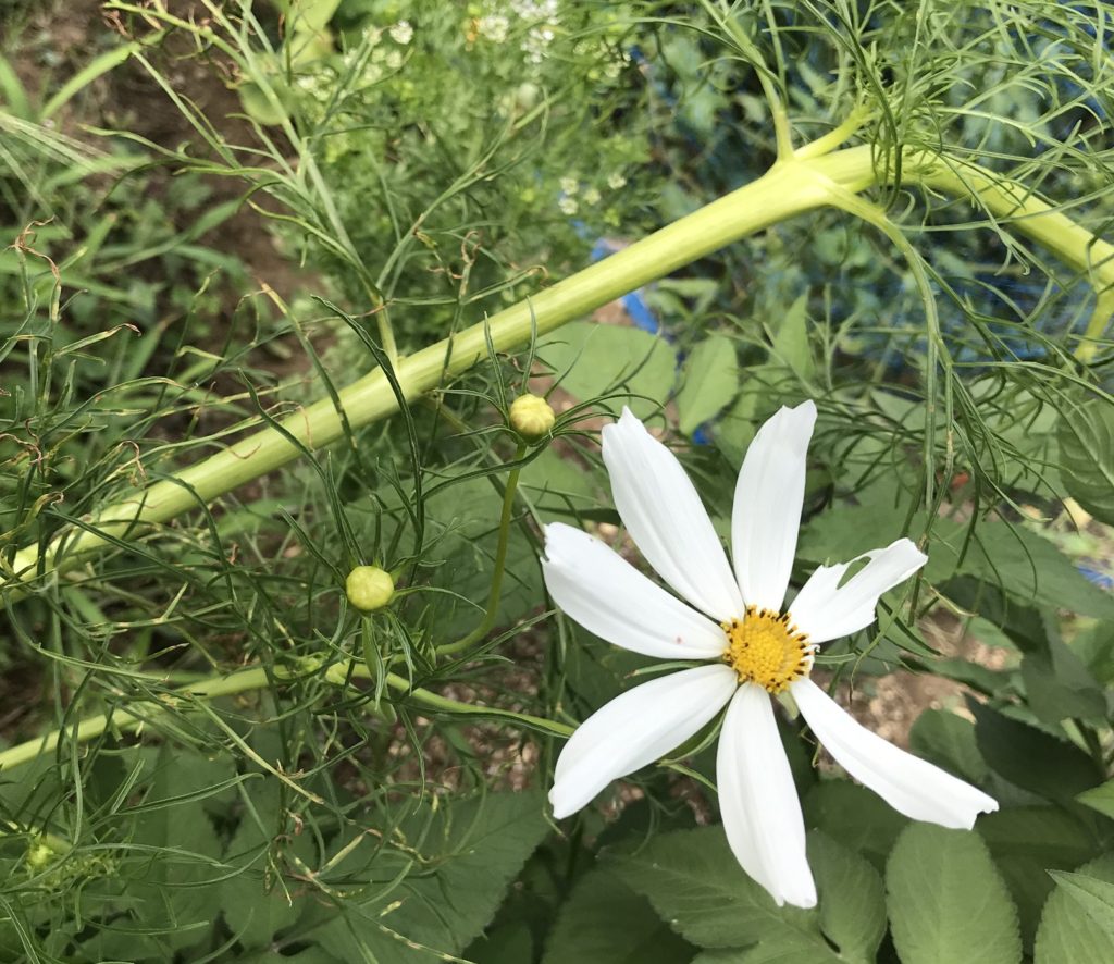 コスモス つぼみと花
