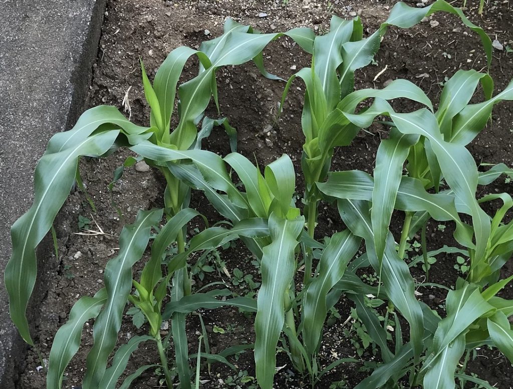 とうもろこし08