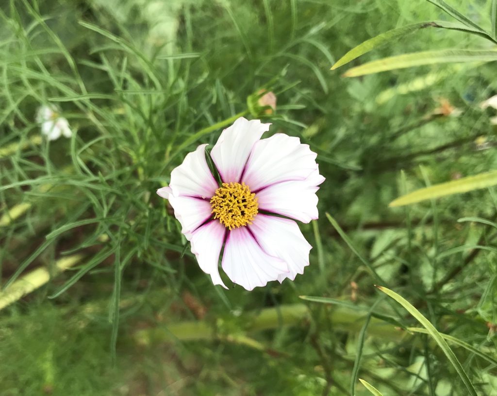 コスモス　花弁