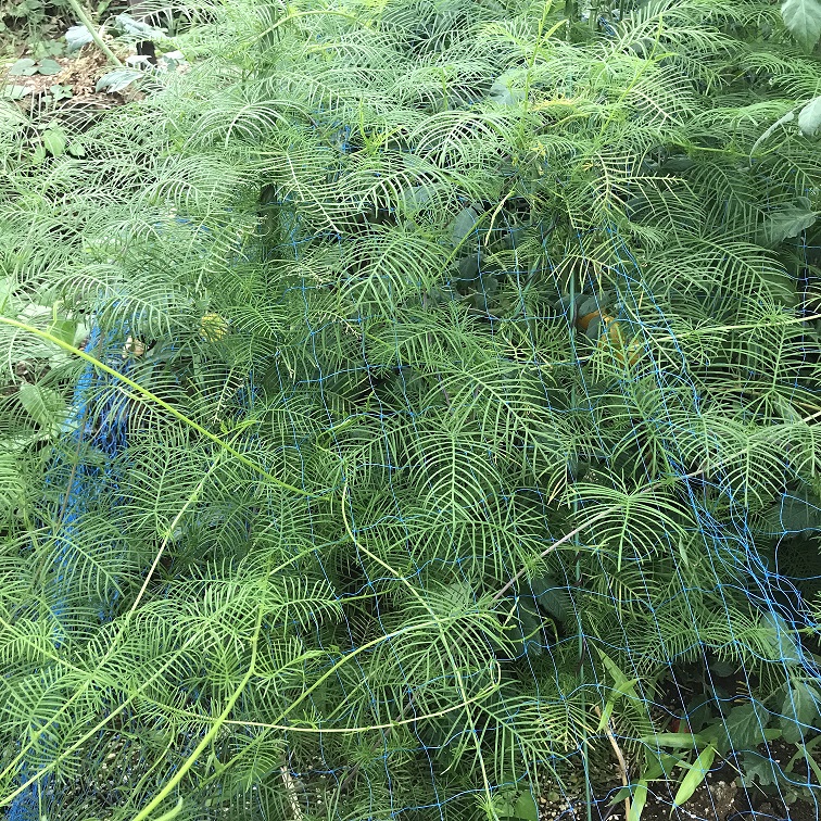 るこう草　茂りすぎ