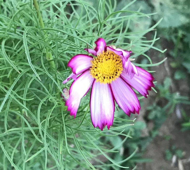 コスモス　花弁