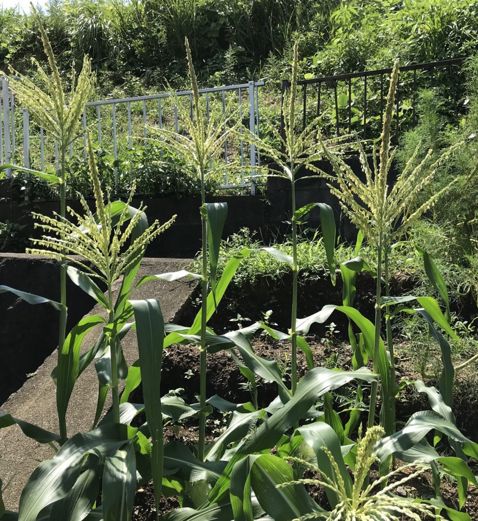 とうもろこし10