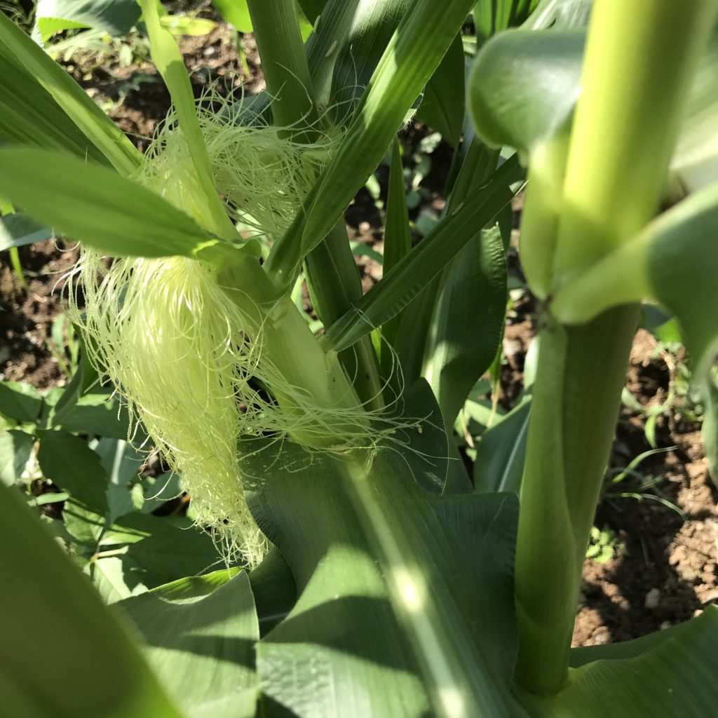 とうもろこし11