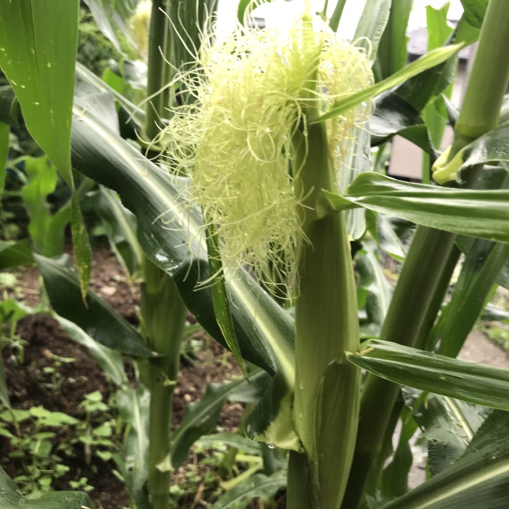 とうもろこし12