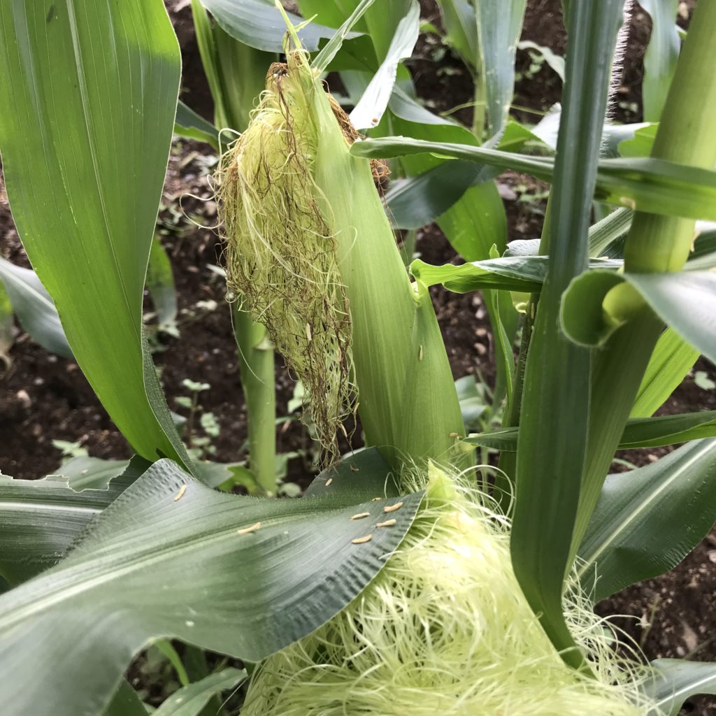 とうもろこし13