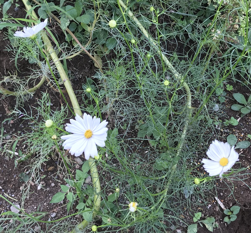 コスモス　つぼみと花弁