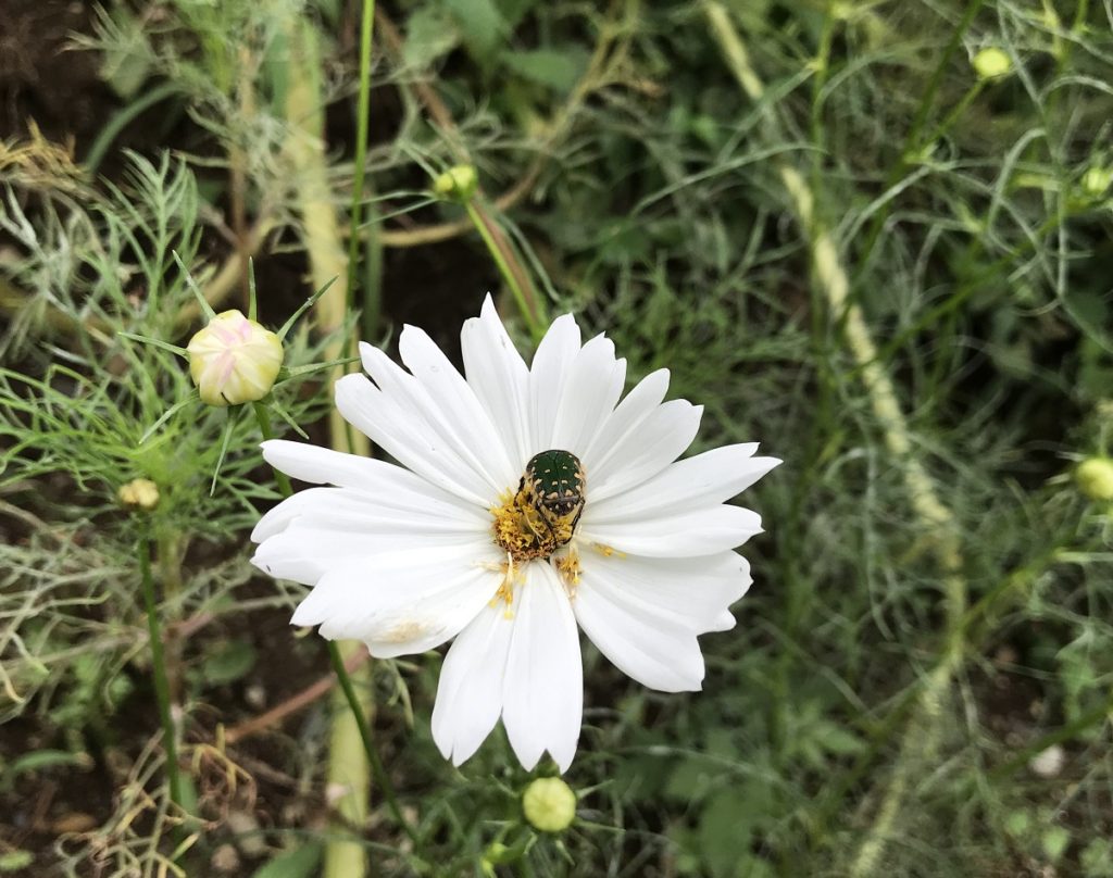 コスモス　ミツバチ