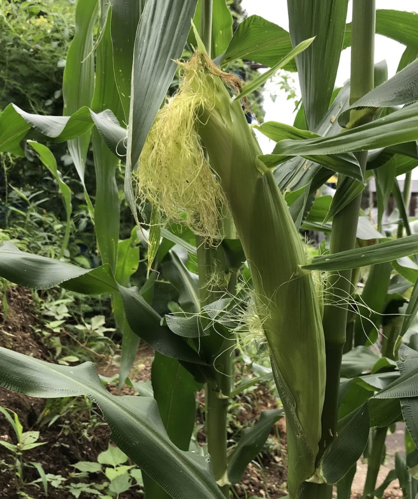 とうもろこし14