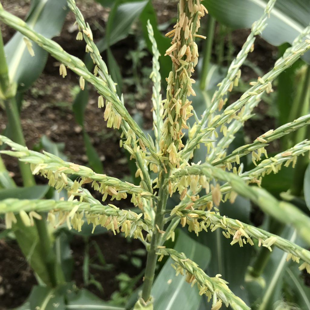 とうもろこし15