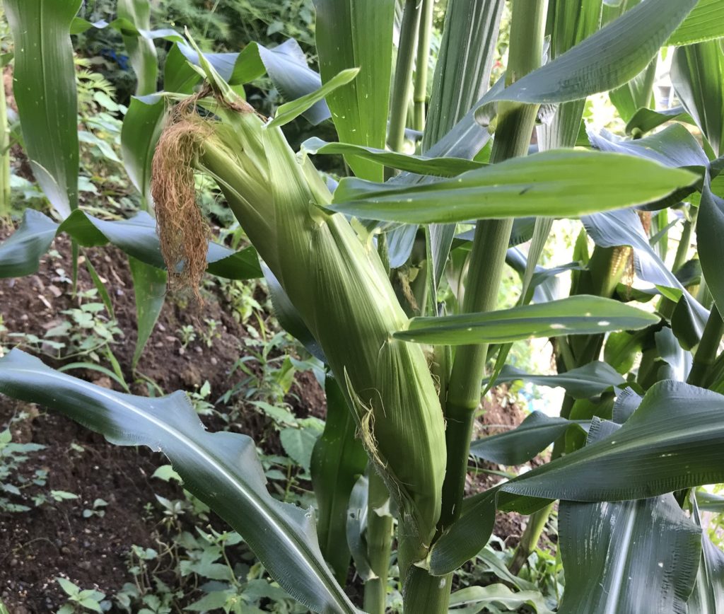 とうもろこし16