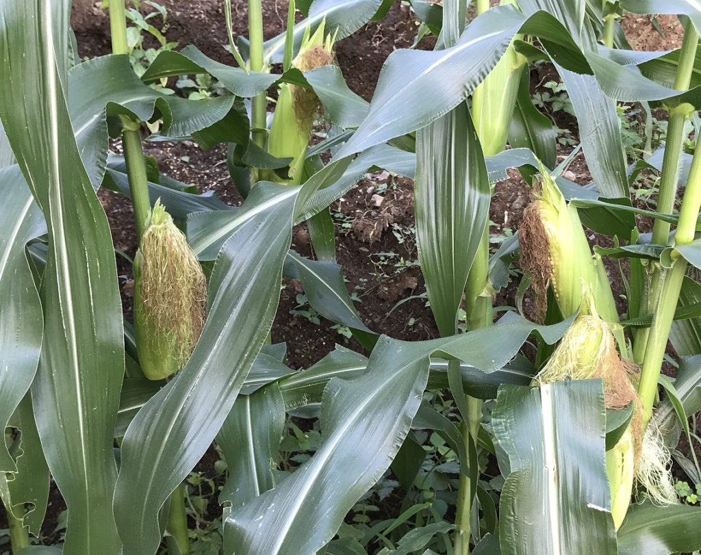 とうもろこし17