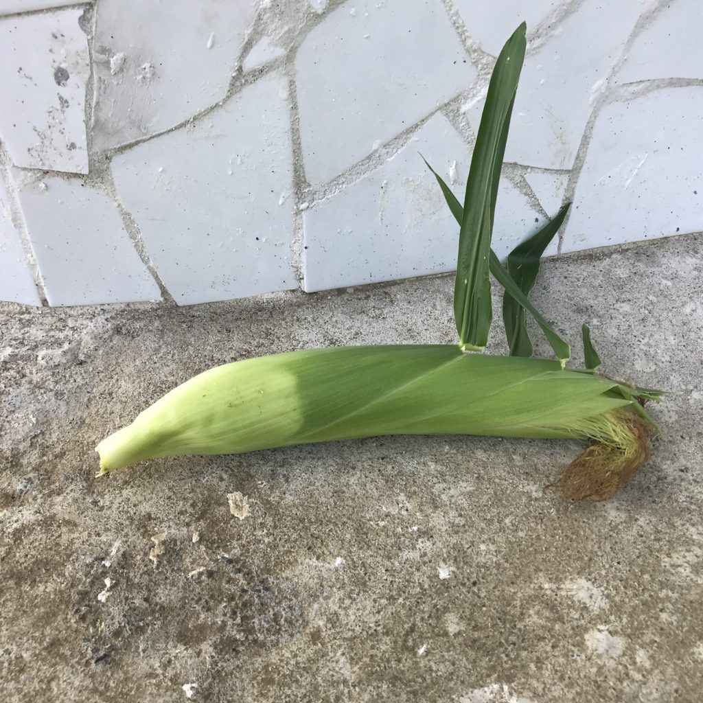 とうもろこし18