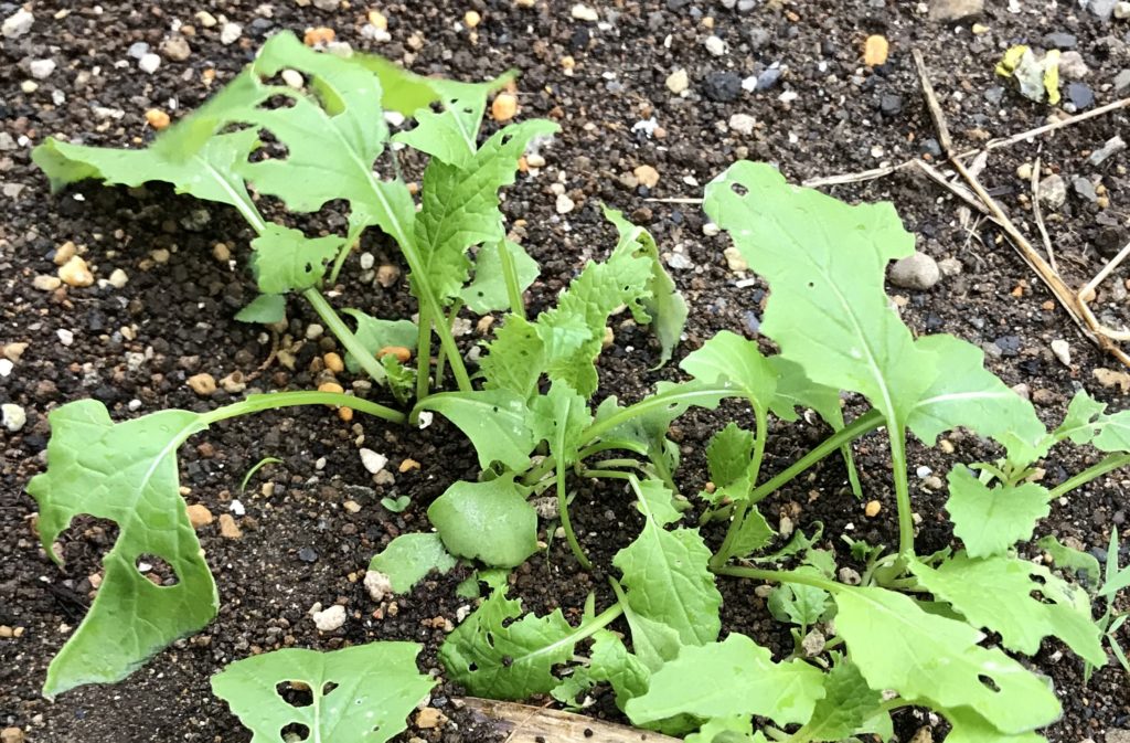 かぶ 虫にくわれる